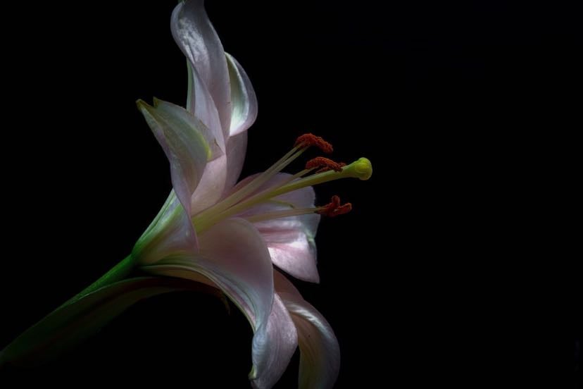 lillies