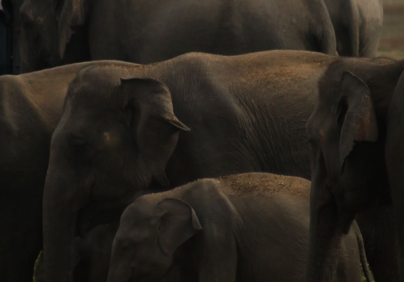 Sri Lanka - Guide