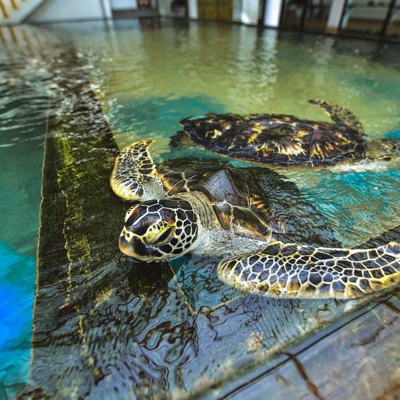 Koggala - Sea Turtle Farm - Santuario de Tortuguitas 🙏🏼