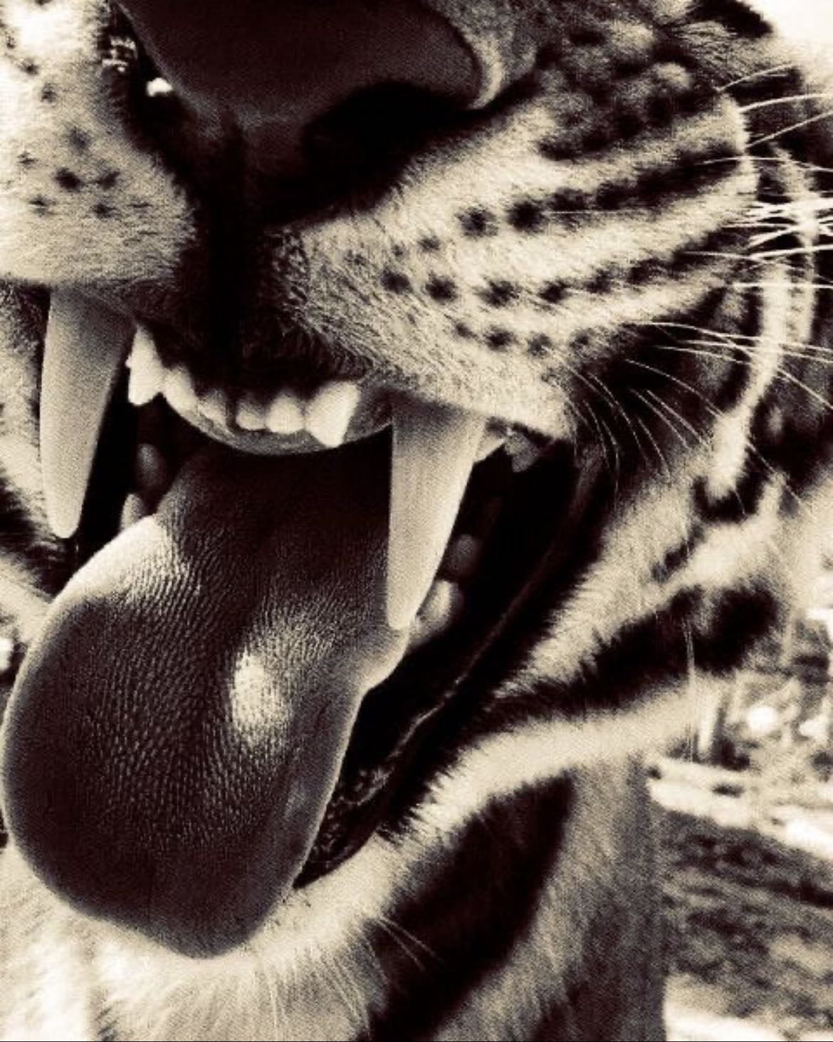 Animal print 🐆 - Animal print is more than a pattern — it’s bold, fierce, and unapologetically sexy.
It’s the wild confidence that matches Aries Venus energy: daring, passionate, and totally unstoppable