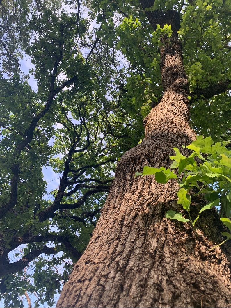 trees
