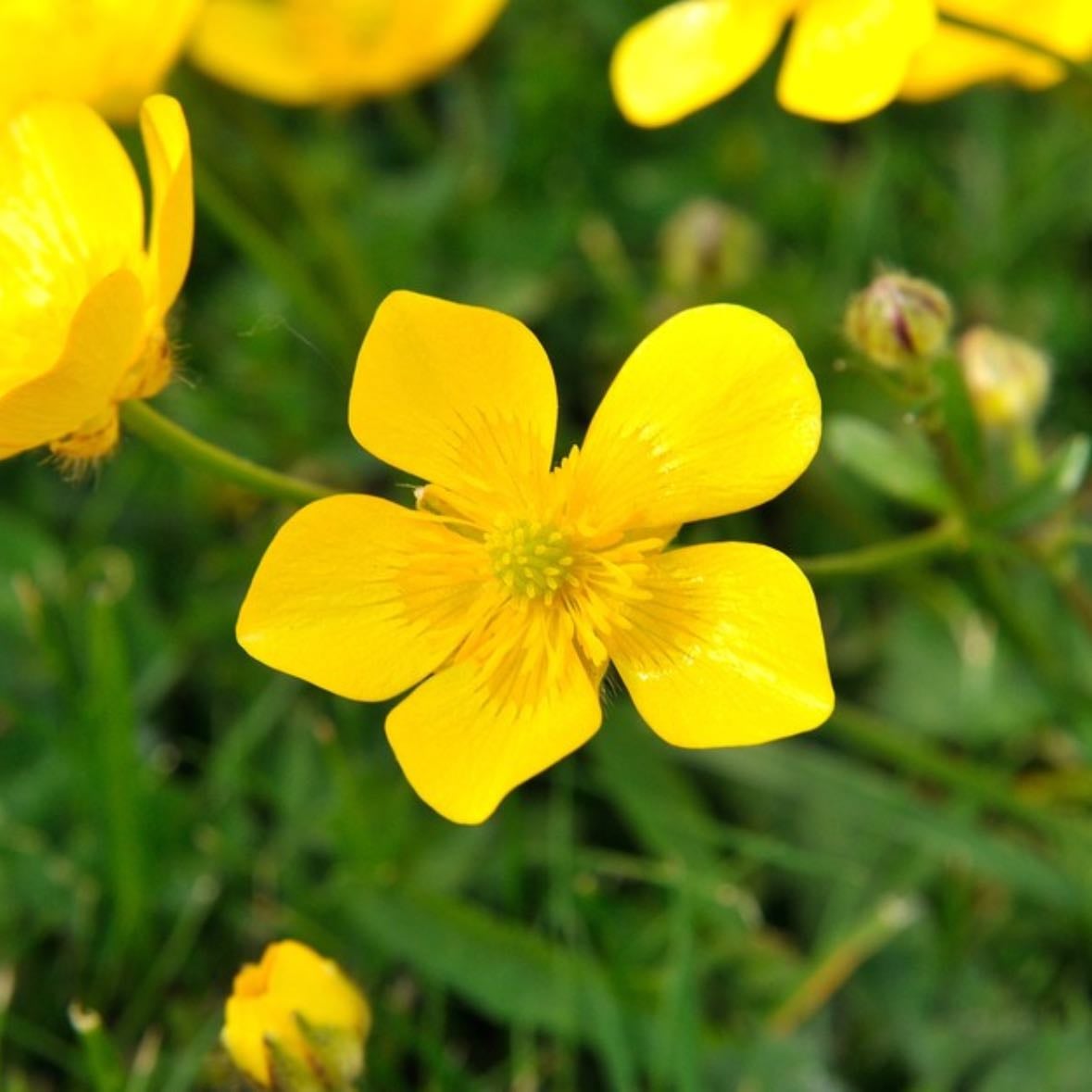 Buttercup/Botón de oro - Ranunculus acris