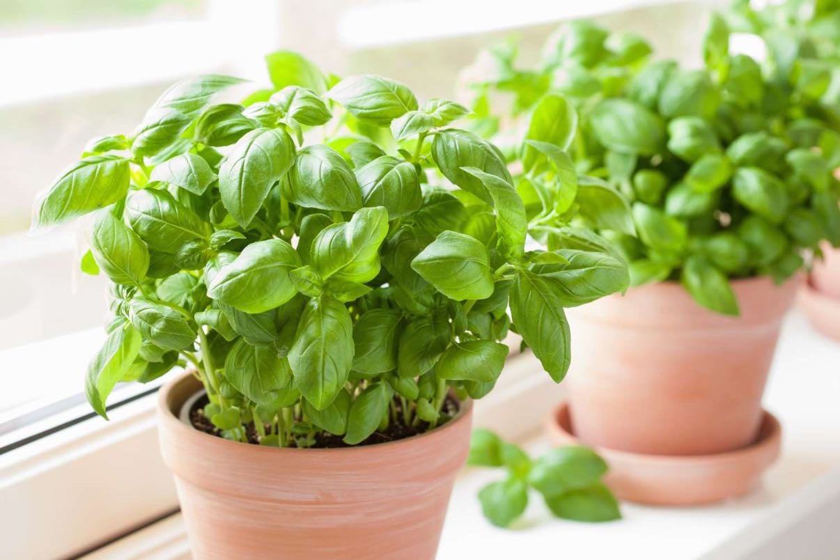 Basil 🌿 - Albahaca