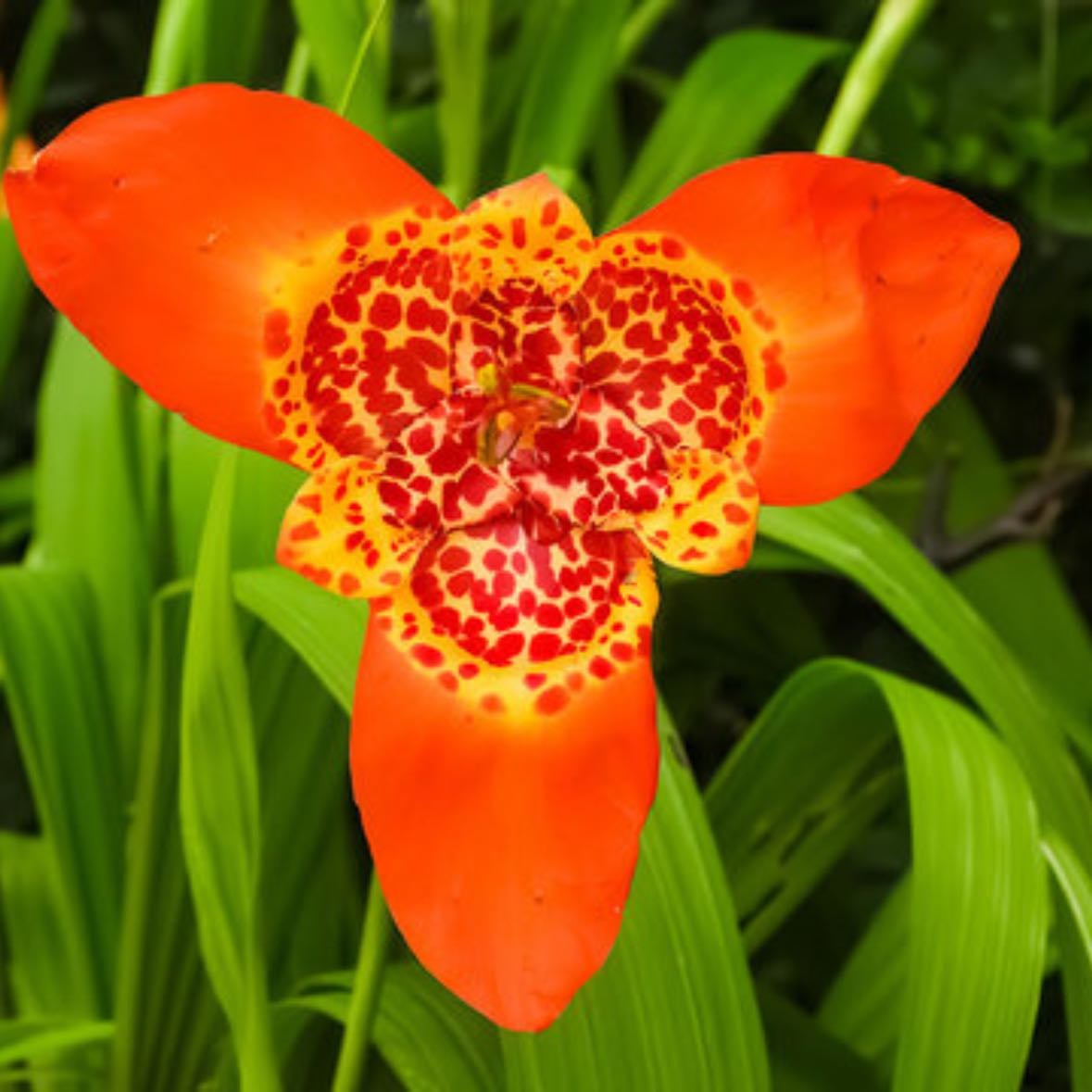 Tiger flower/flor de tigre - Tigridia pavonia
