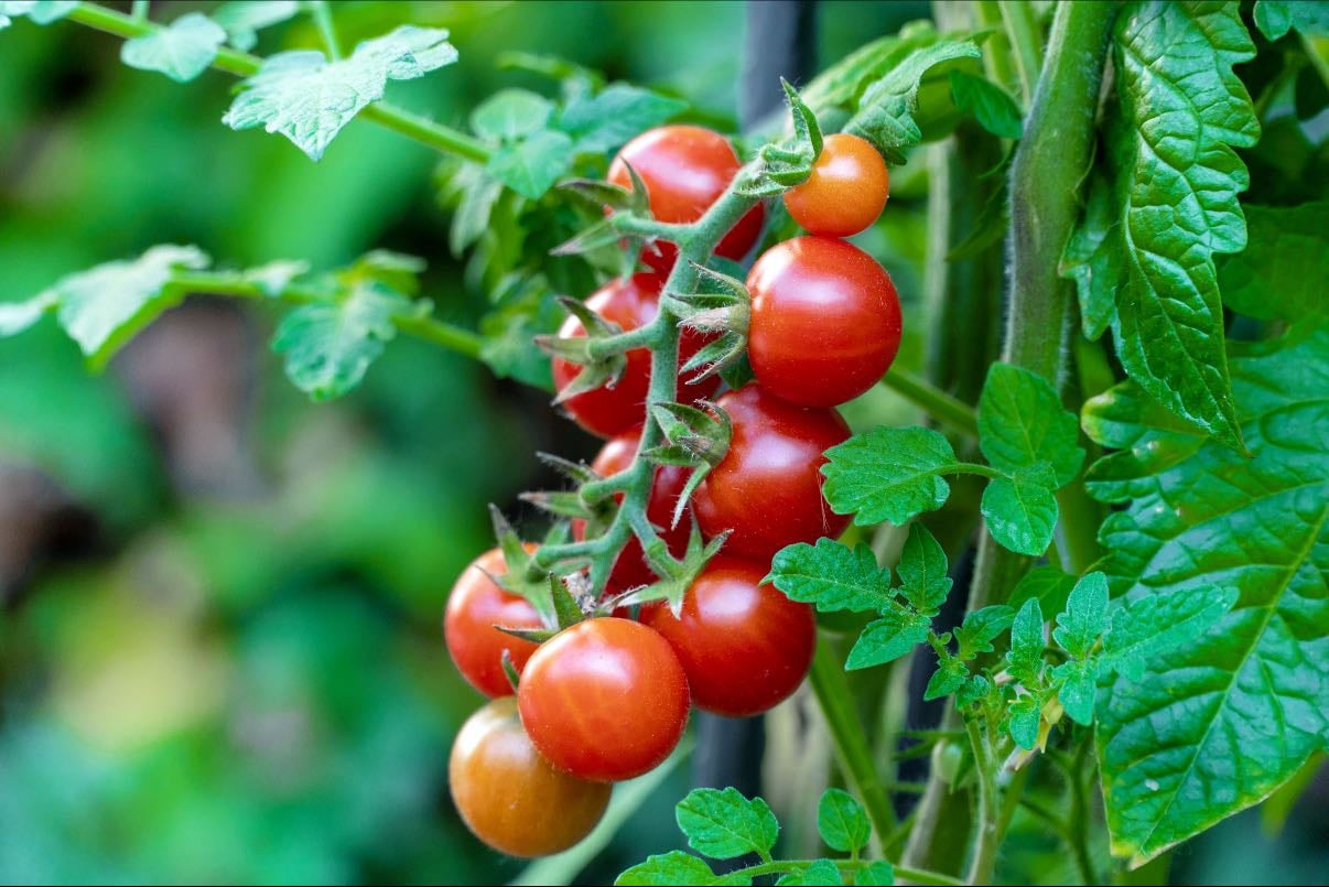 Tomato cherry 🍅 - Tomato cherry