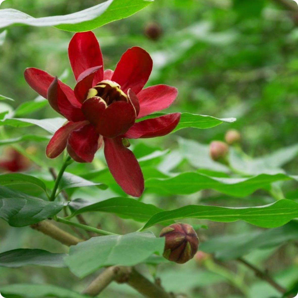 Carolina allspice/pimienta de Carolina - Calycanthus floridus