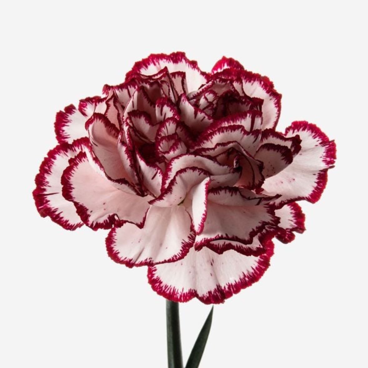 Carnation/clavel - Dyanthus caryophyllus