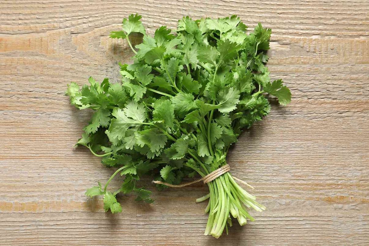 Cilantro 🌿 - Cilantro