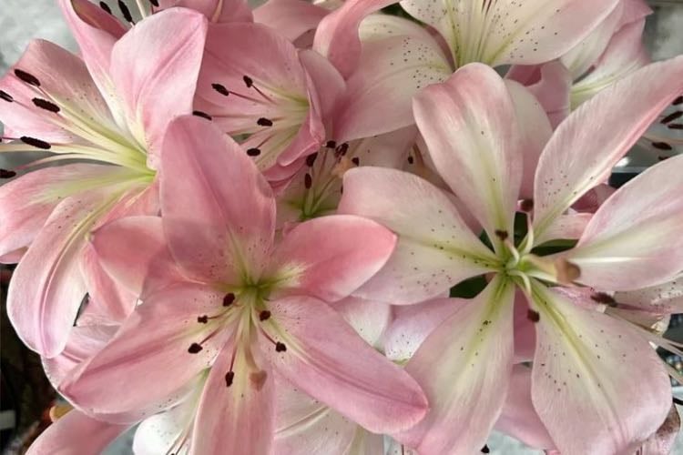lilies ˚. ᵎᵎ