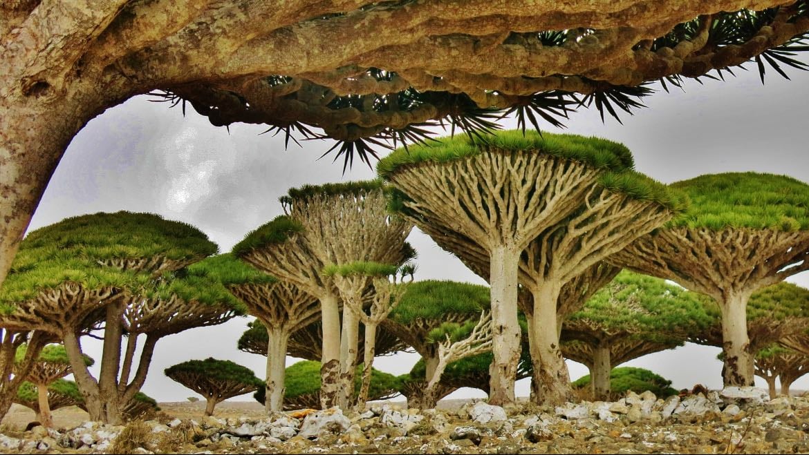 Yemen: Socotra Island