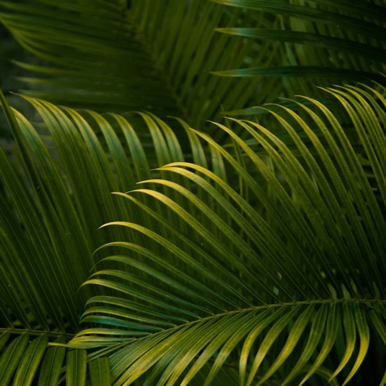 Palm Trees