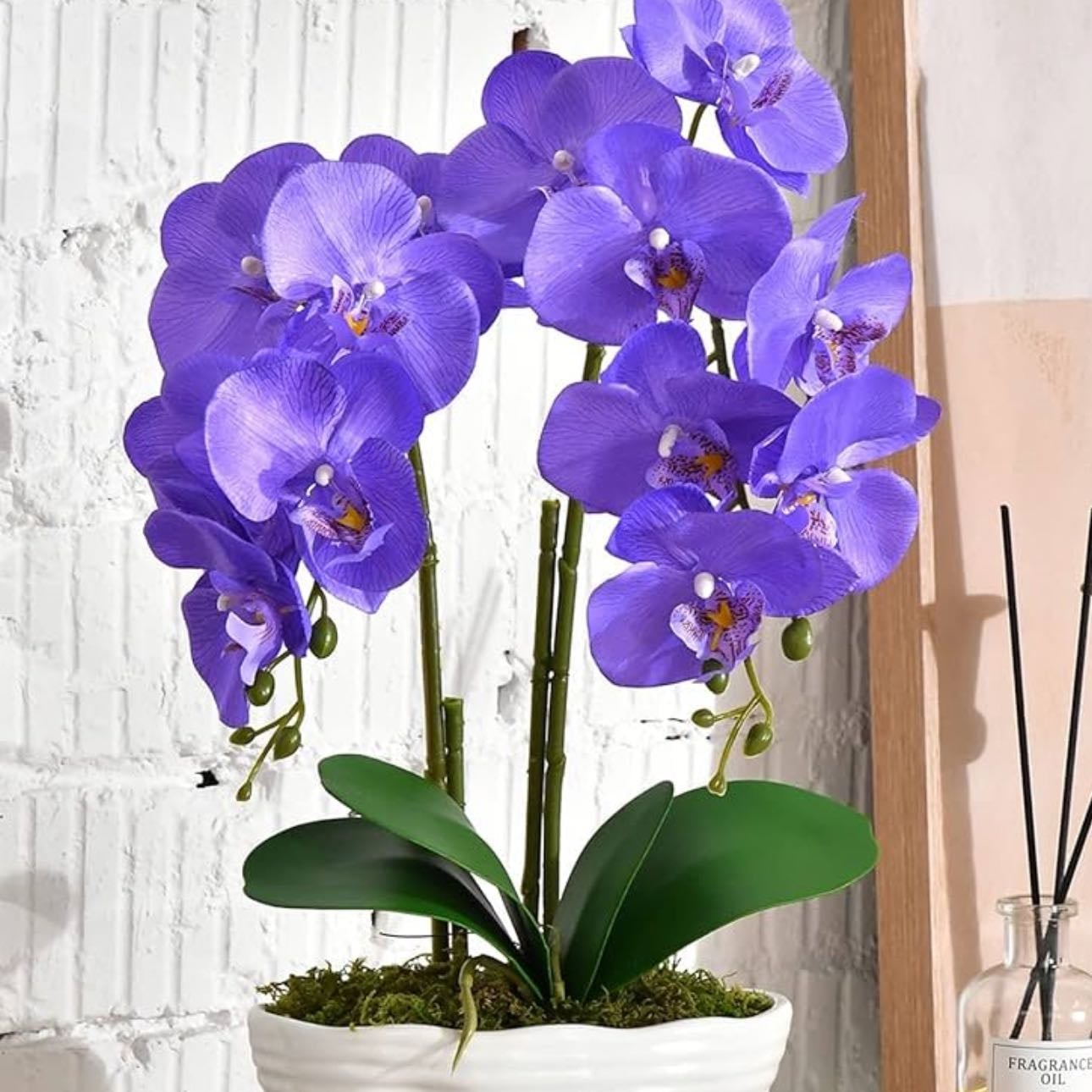 Orquídea
