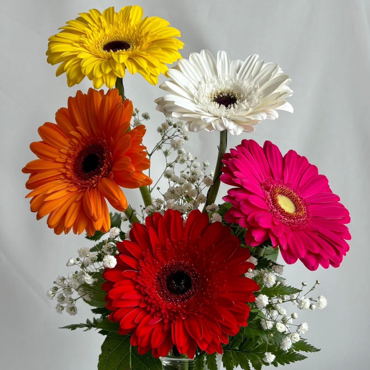 Gerberas