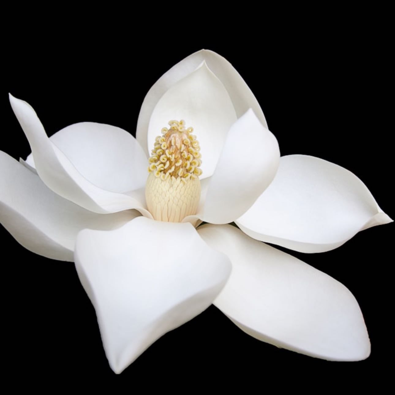Magnolia
