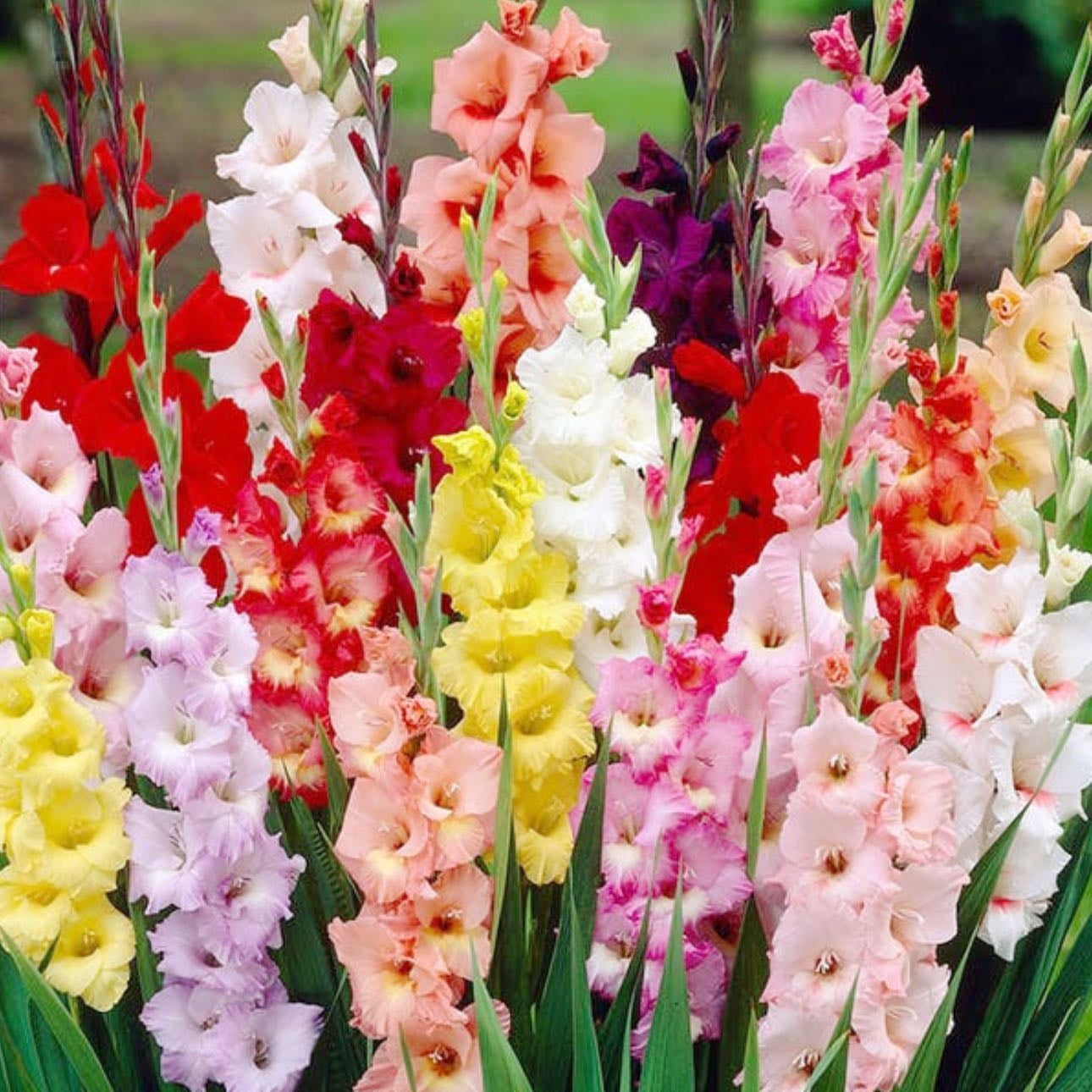 Gladiola