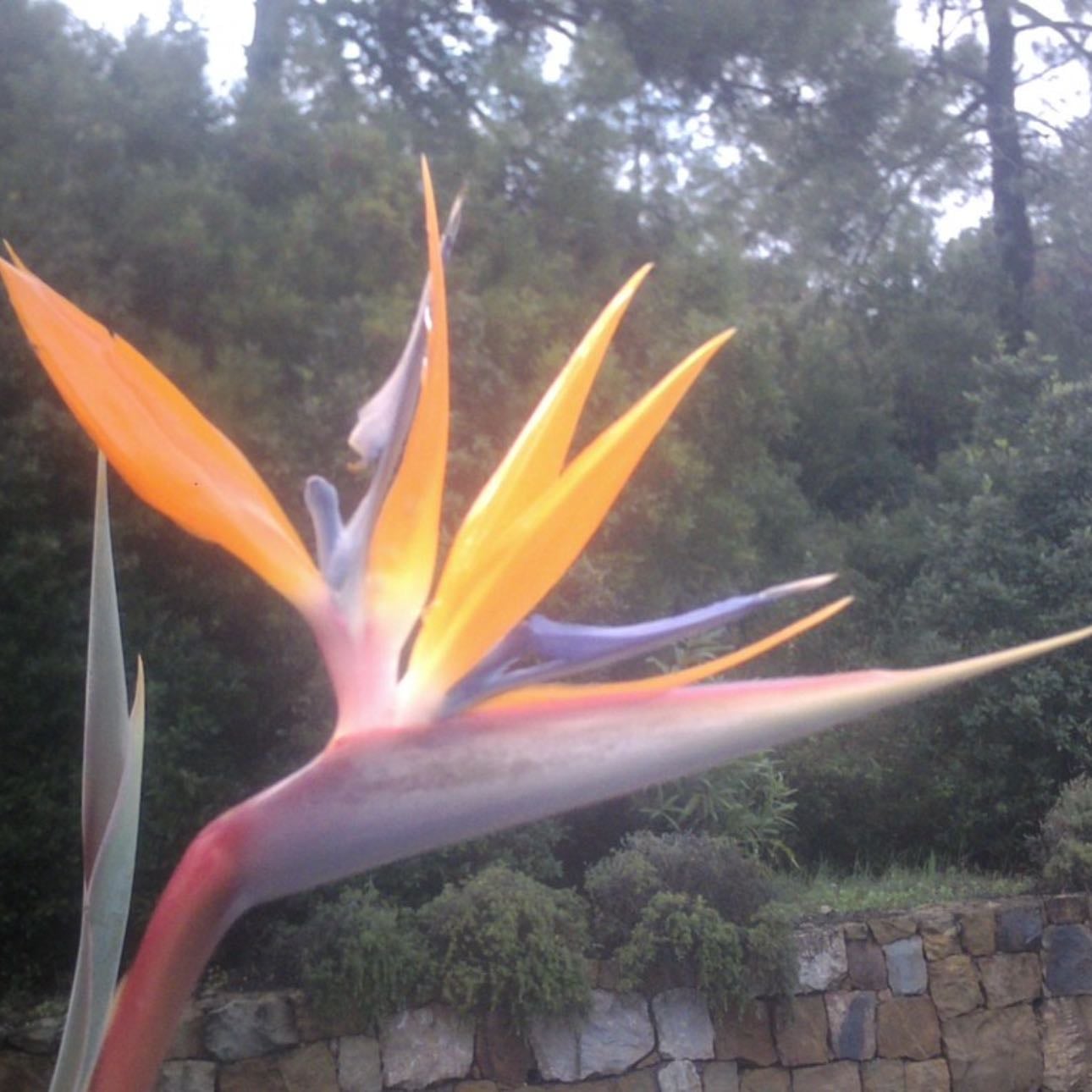 Gallo