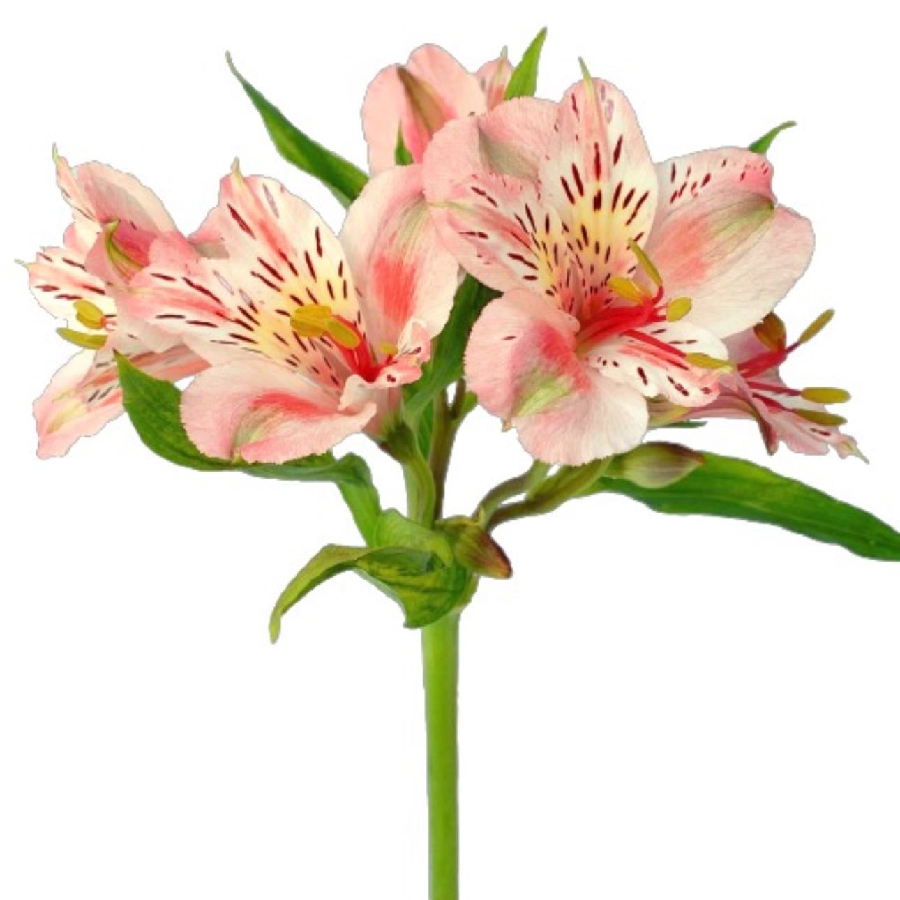 Astromelia