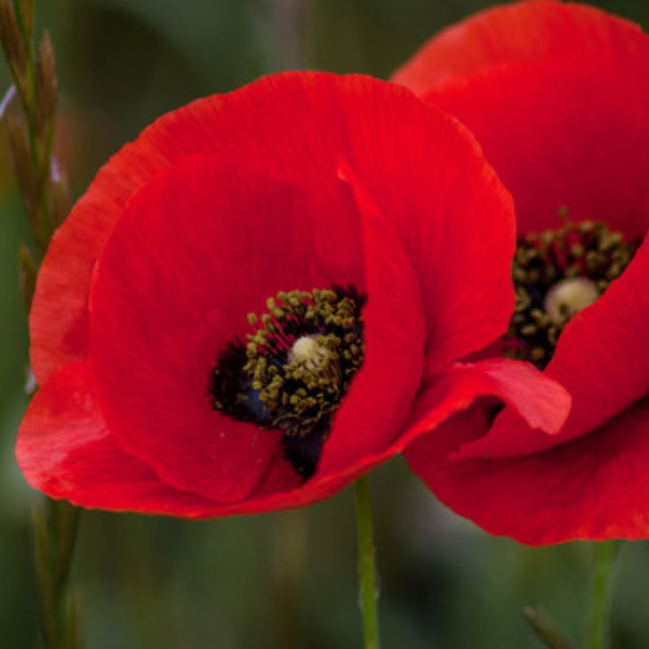 Amapola