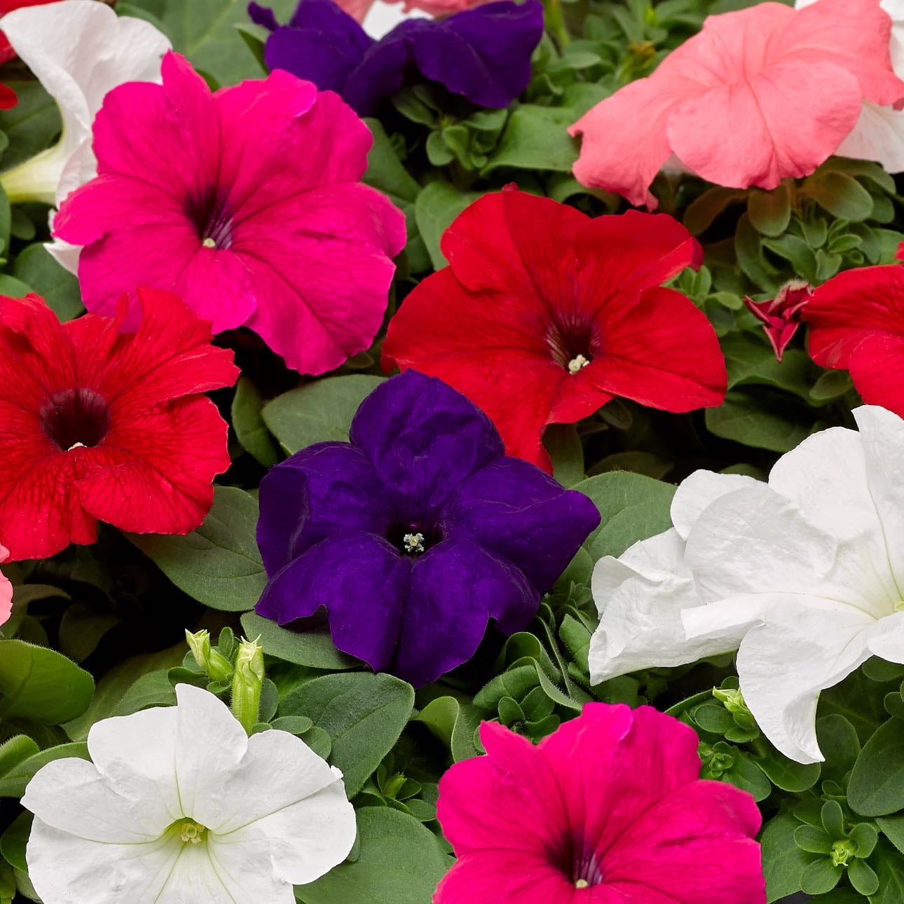 Petunia
