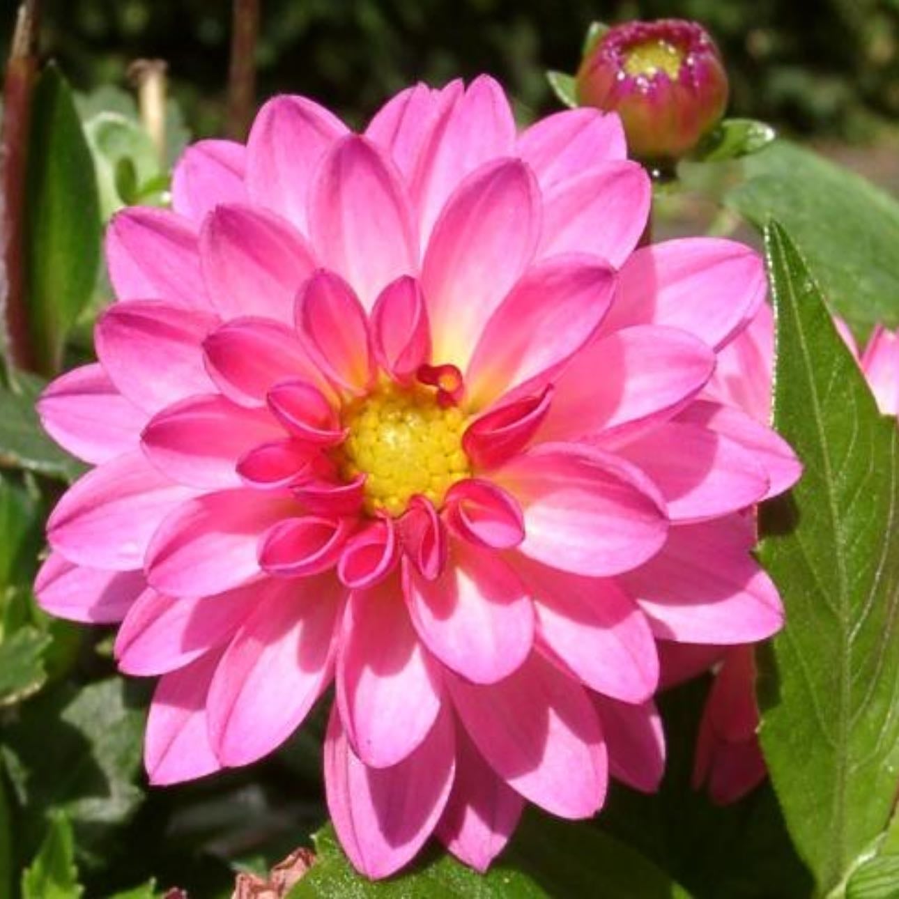 Dalia