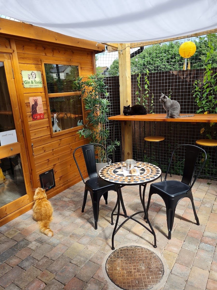 Charlies Cat Cafe