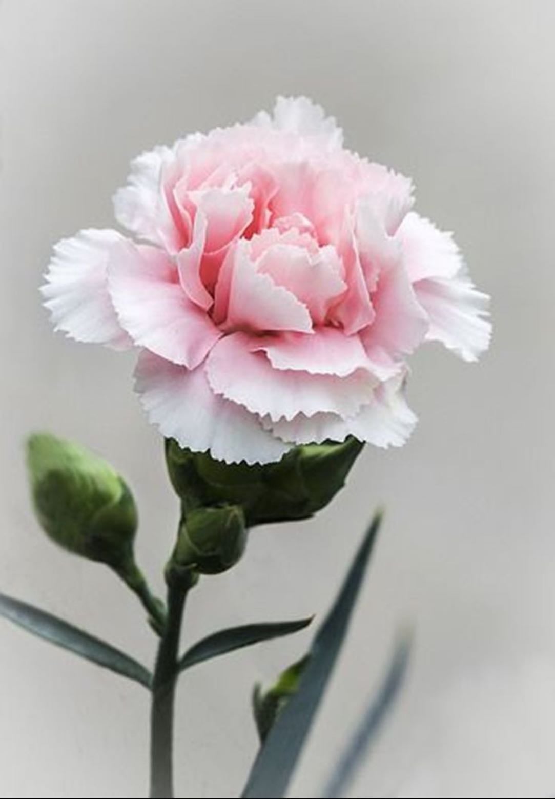 Clavel - Rojo rosa o blanco o de cualquier color eres precioso