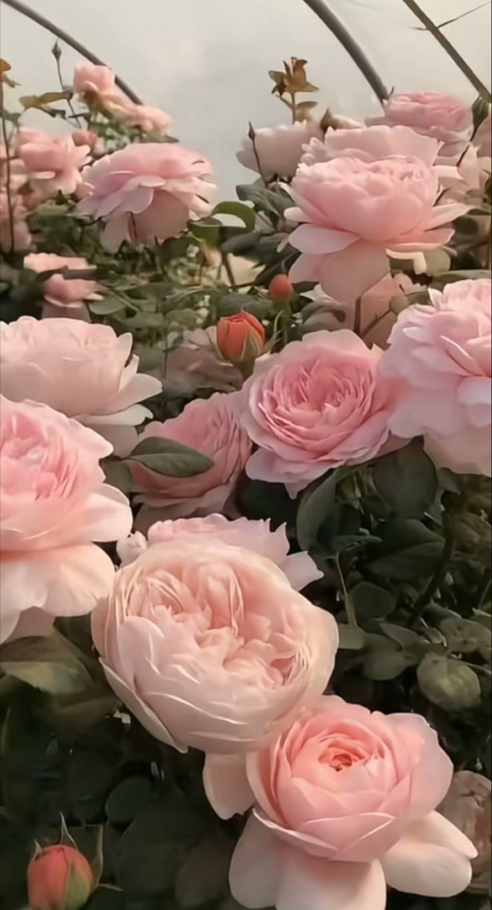 Camelias - Eres muy simulas a varias flores pero sigues siendo única te lo prometo megustaaas
