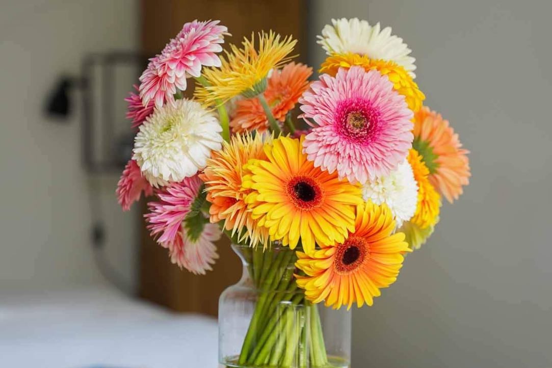 Gerbera - Merecen el hype son preciosaaas