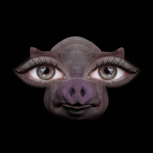 Us and Pigs - Song · SOFIA ISELLA