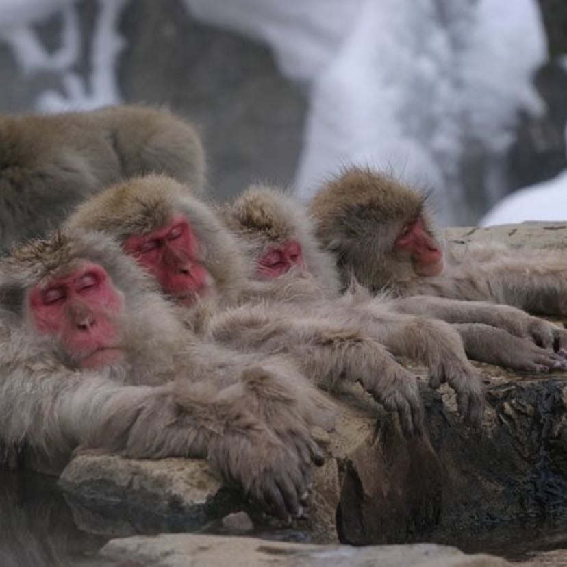 Snow Monkey Park