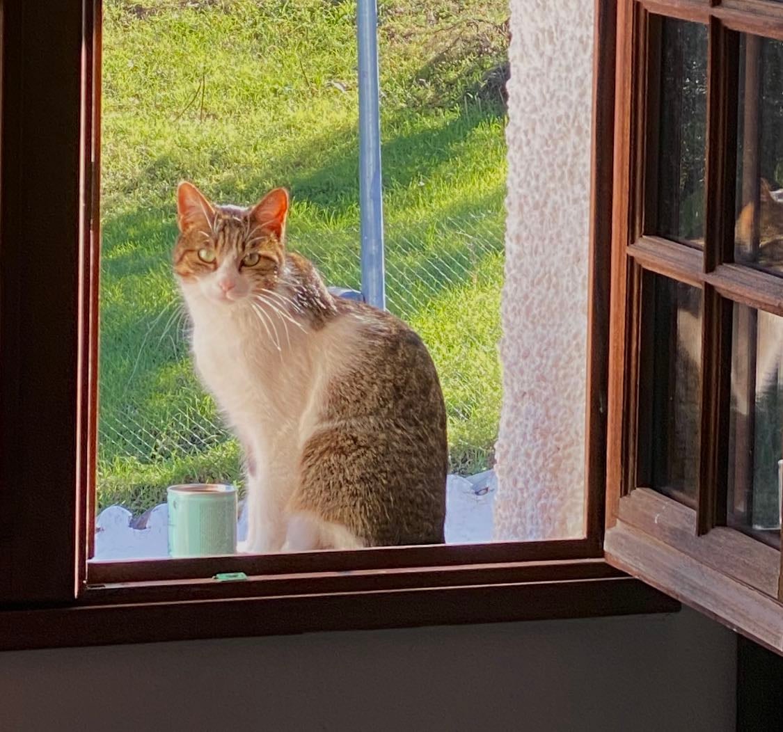 My (desired) morning rutine