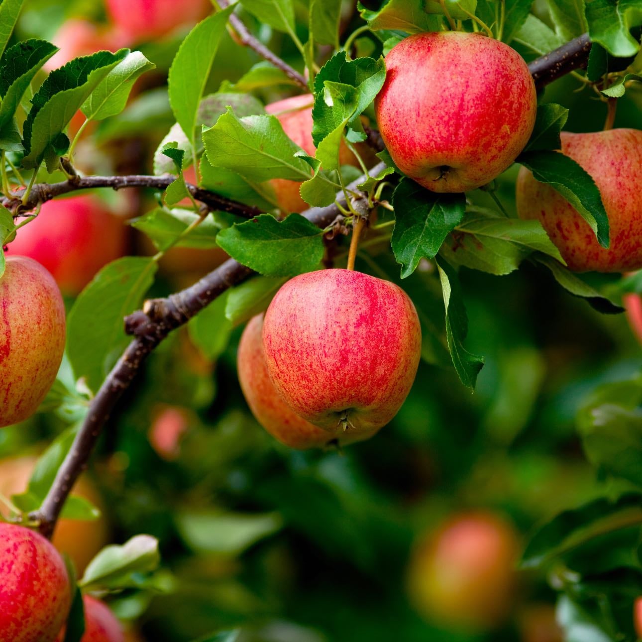Manzana
