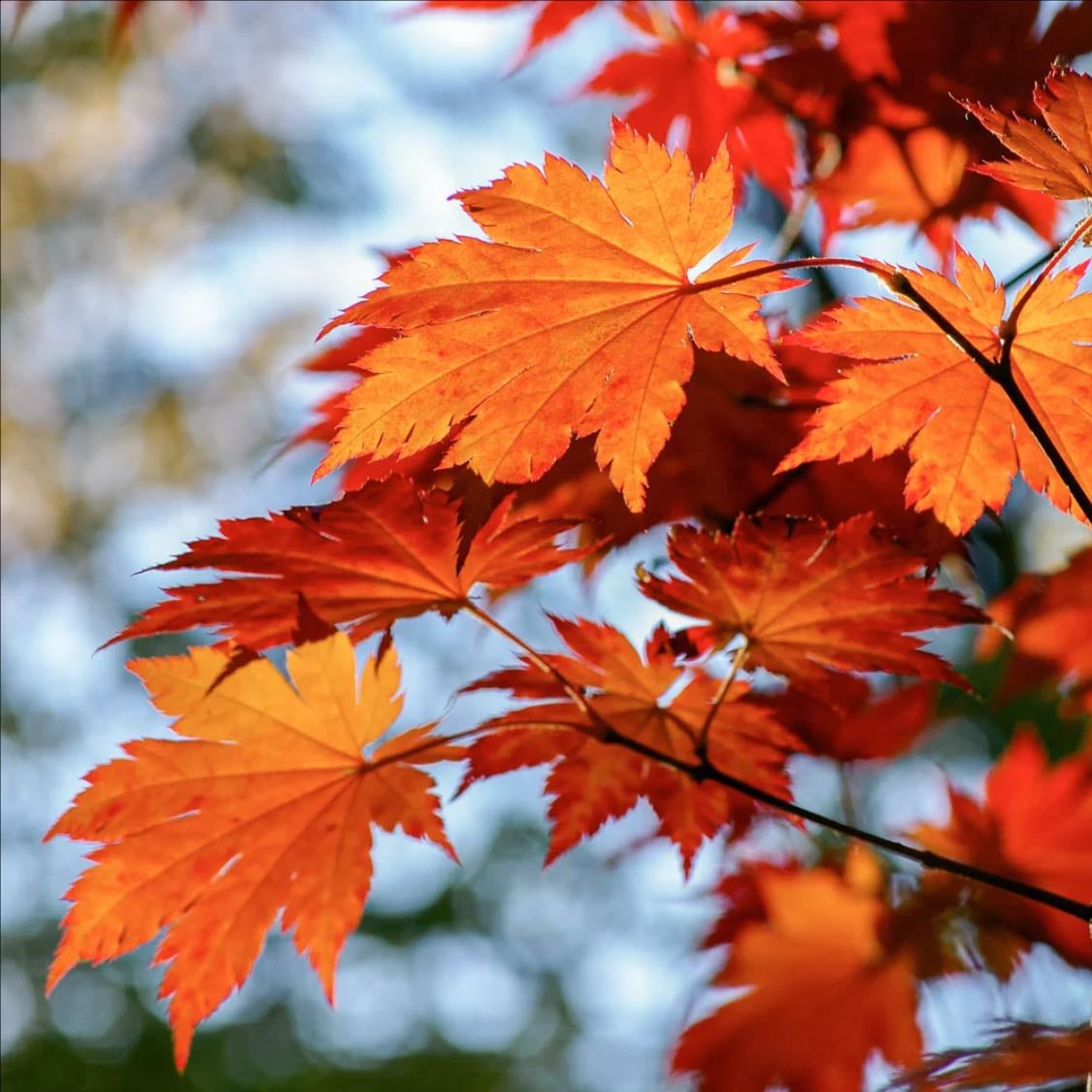 maple - tree