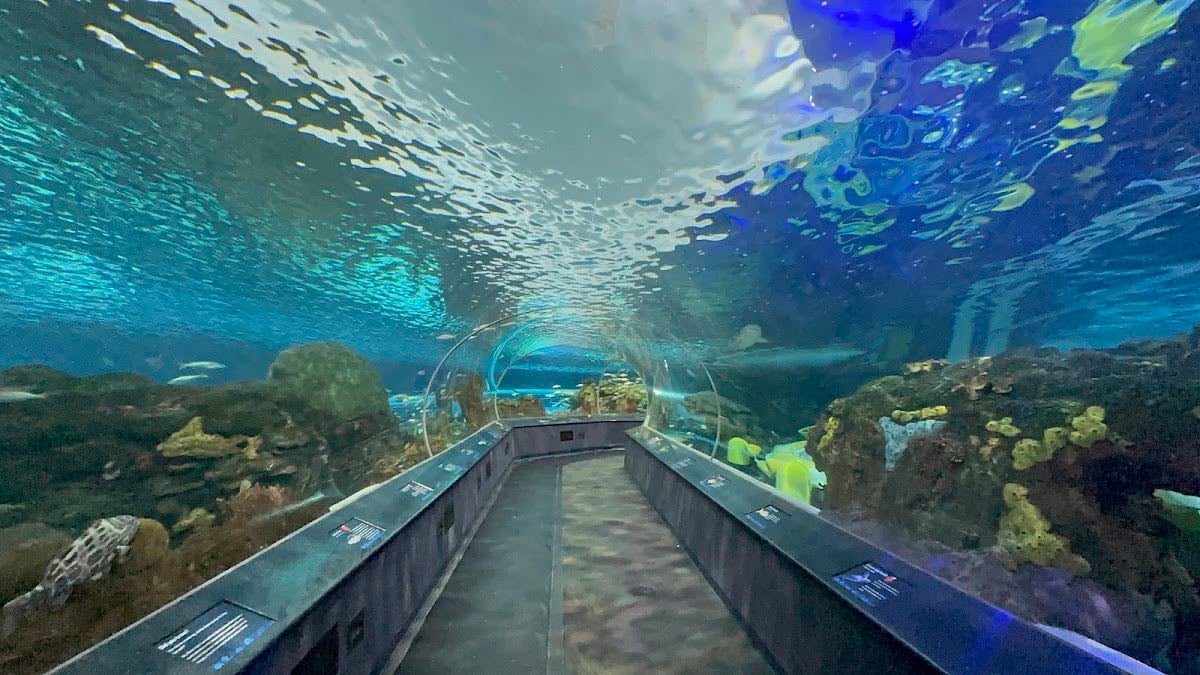 Ripley’s Aquarium of Canada - jazz night 2nd friday of each month