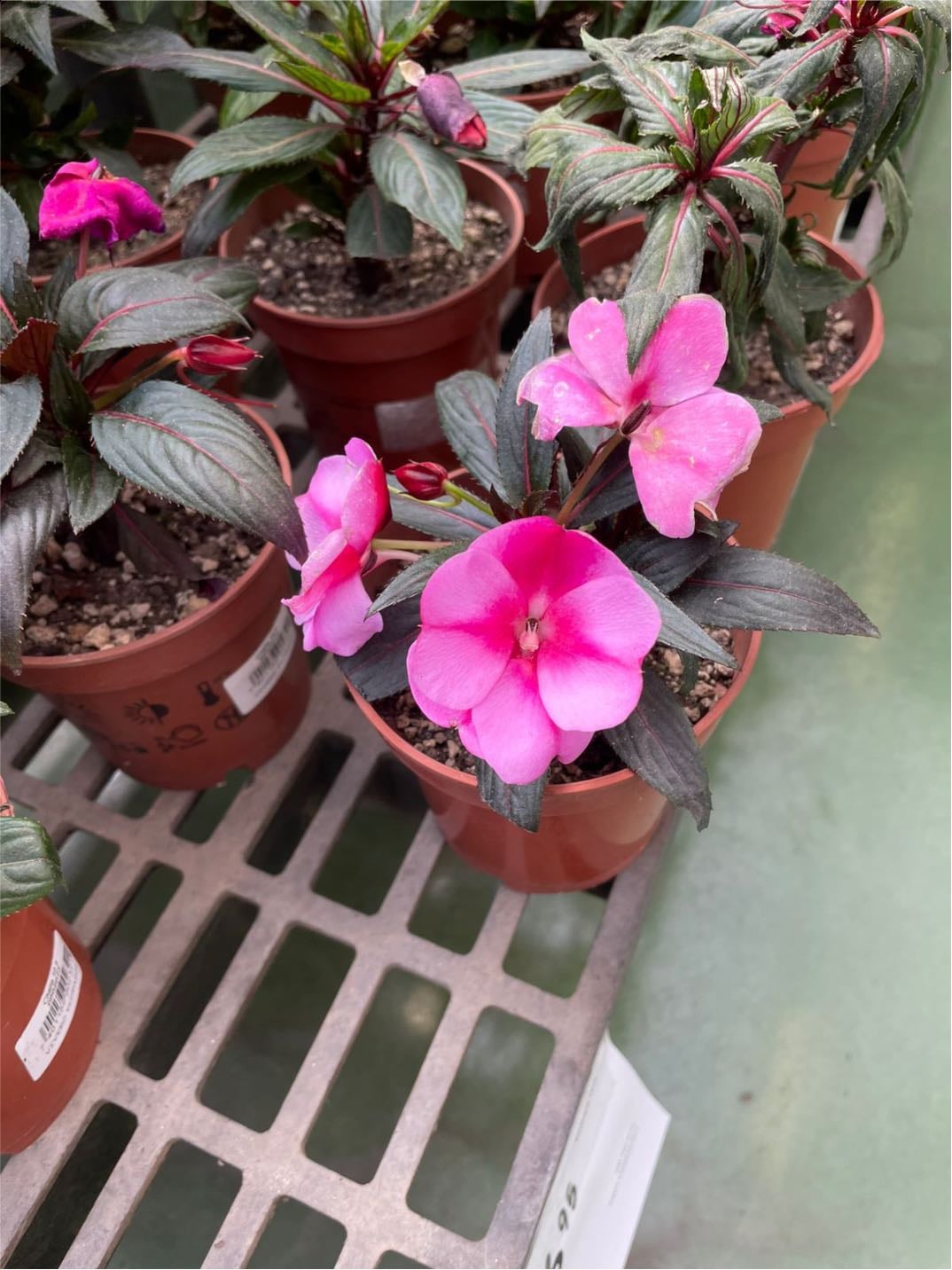 Impatiens de Nueva Guinea - Impatiens hawkeri