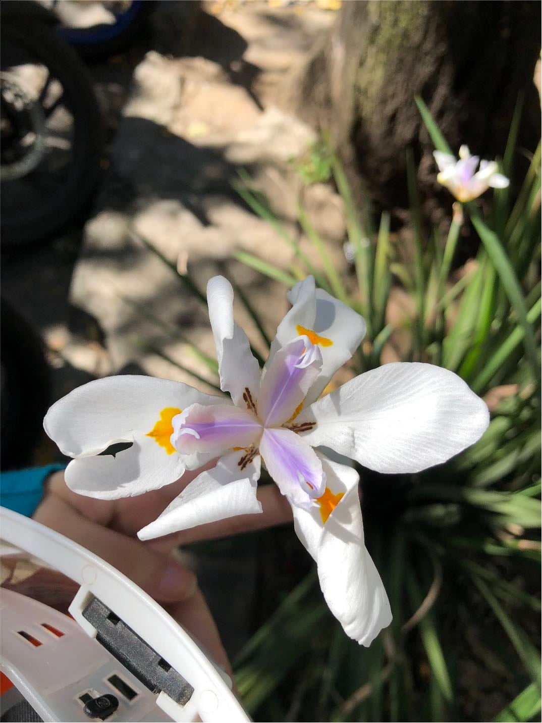 lirio africano - iris salvaje o lirio de quince días