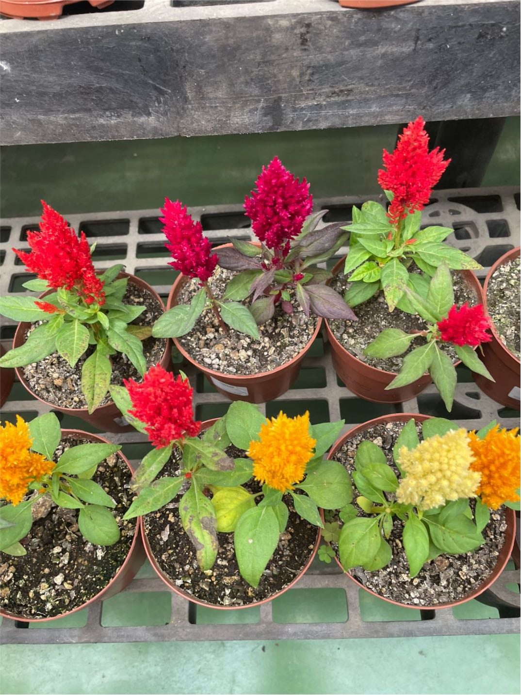 Celosia - Cresta de gallo