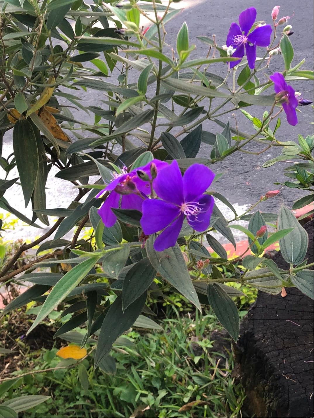 flor princesa, arbusto de la gloria o tibuchina - Pleroma semidecandrum