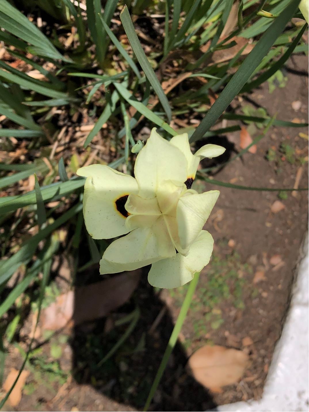 iris africano o lirio de quince días - Dietes bicolor