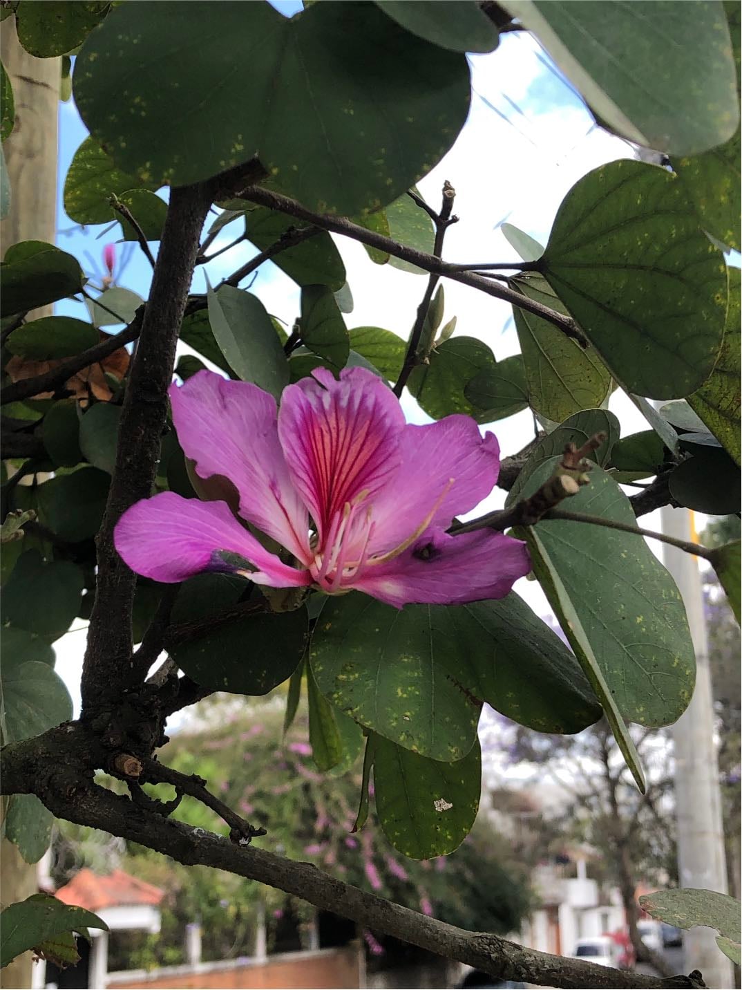 Árbol Orquídea - Bauhinia
