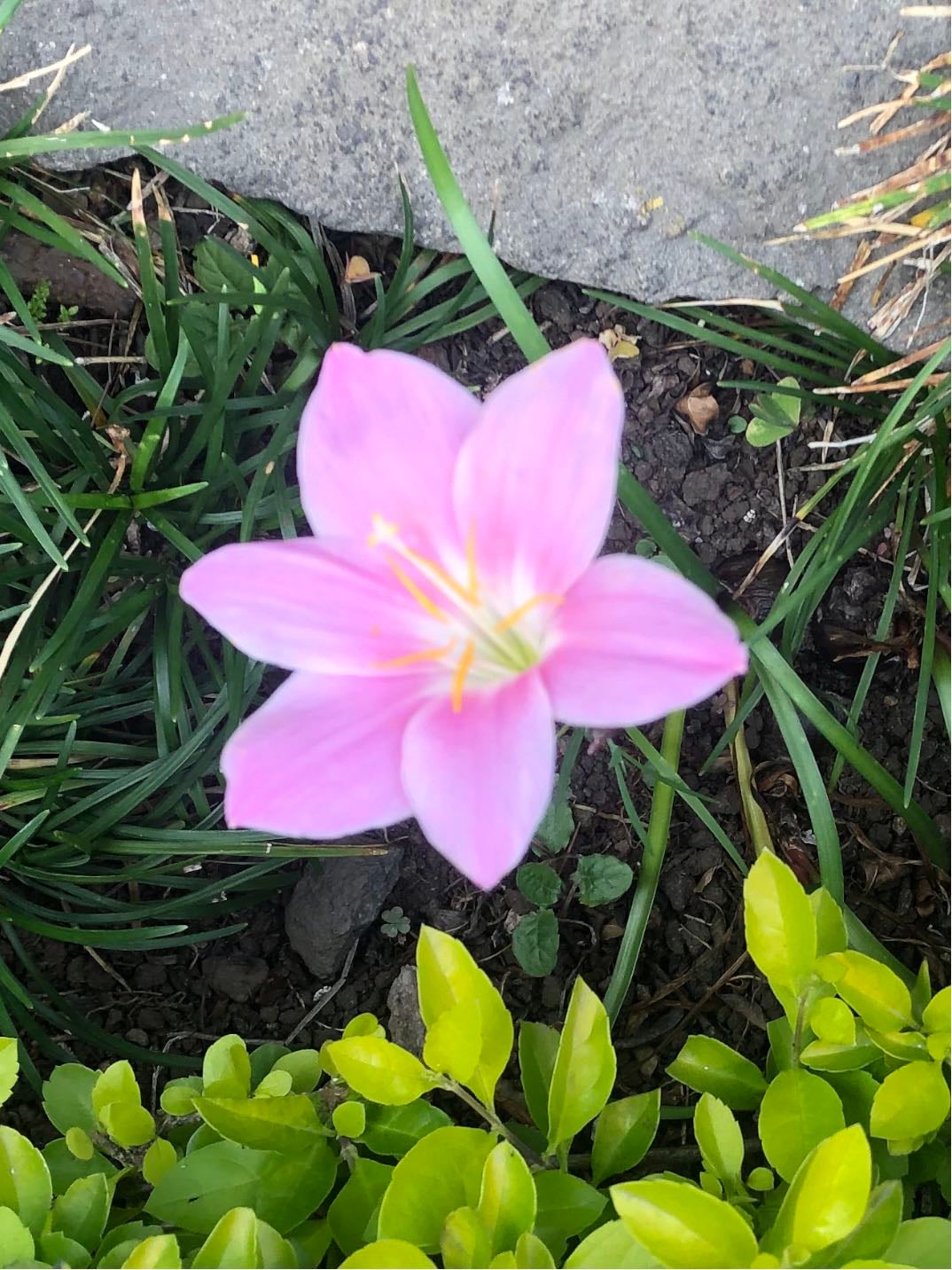 lirio de lluvia o corazón de María - Zephyranthes carinata