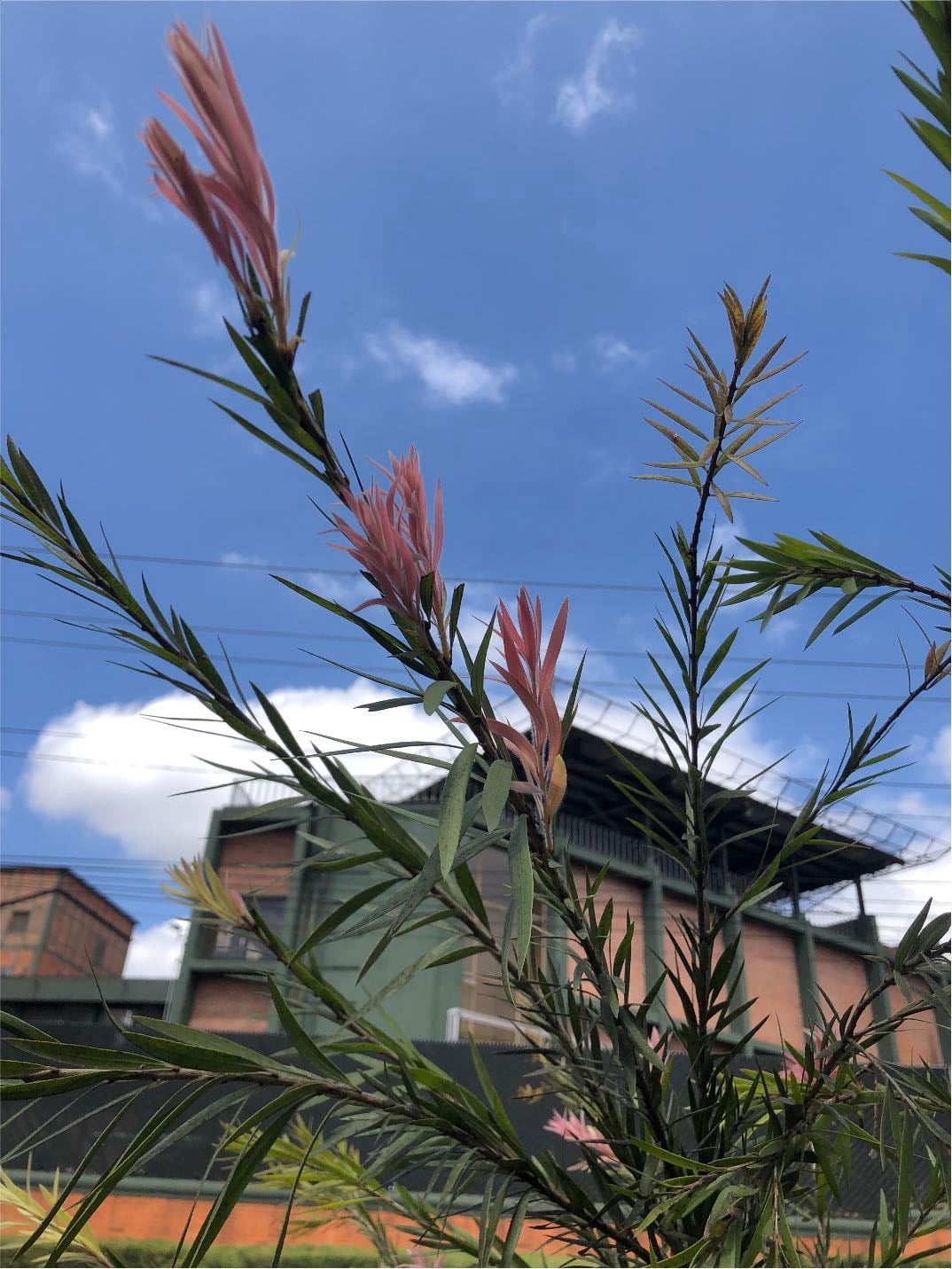 Roble sedoso de flor roja - Grevillea banksii