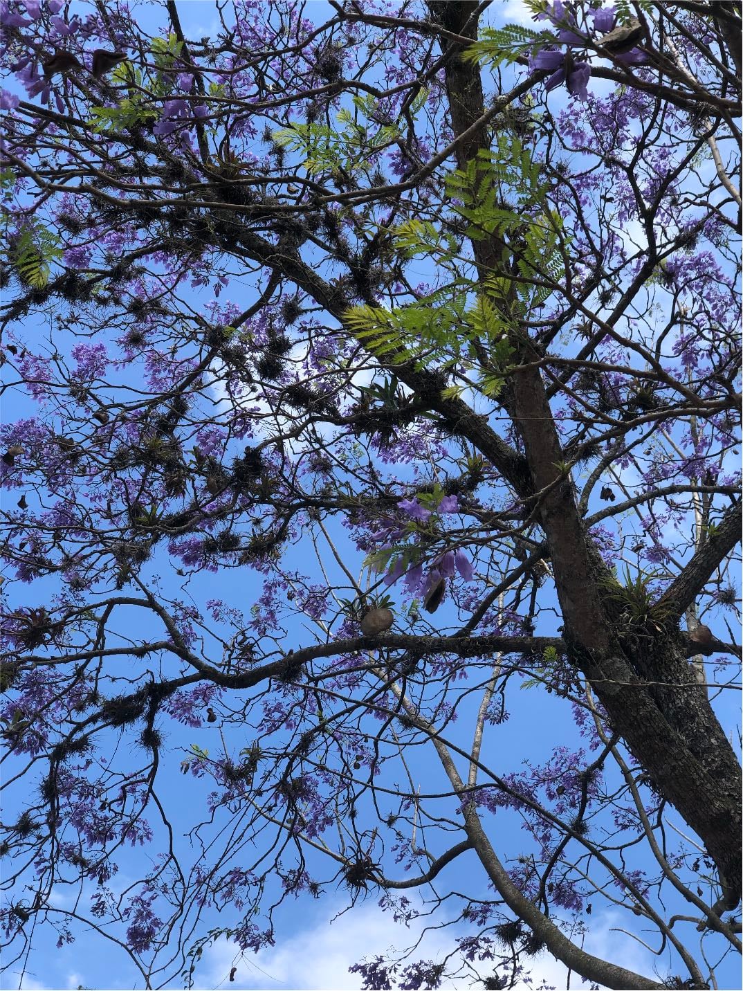 Árbol de jacarandá - Jacaranda mimosifolia