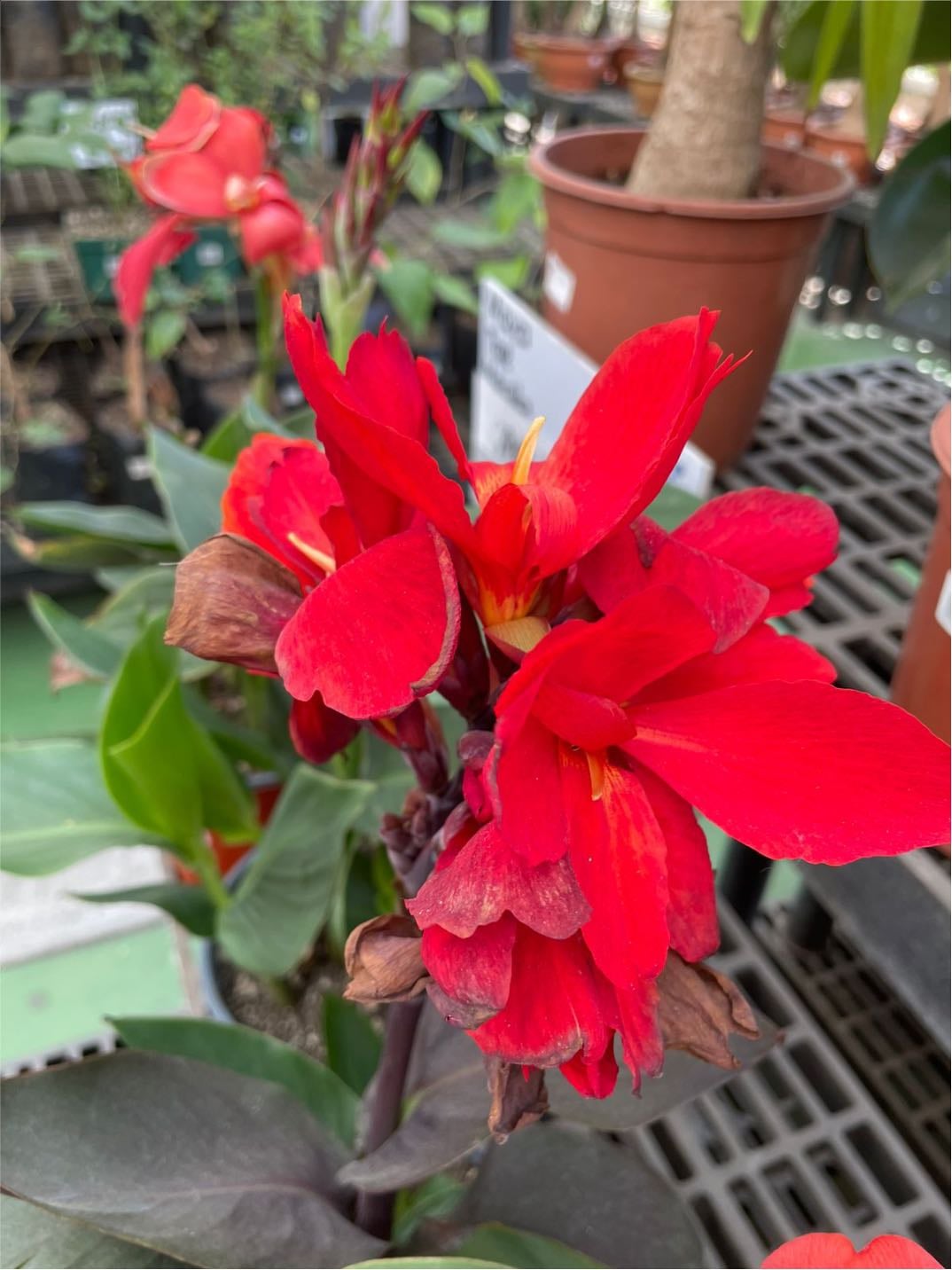 Canna indica - Achira o Caña de Indias