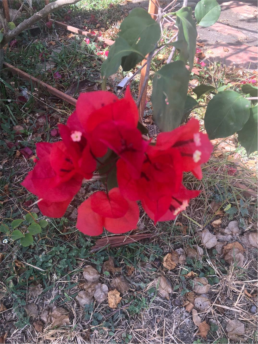 Buganvilla - Bougainvillea