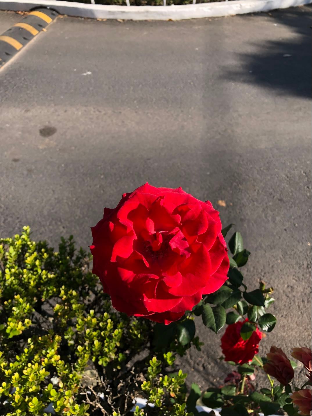 Rosal