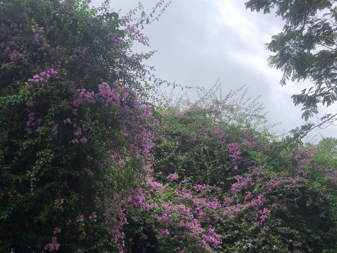 Buganvilla - Bougainvillea glabra