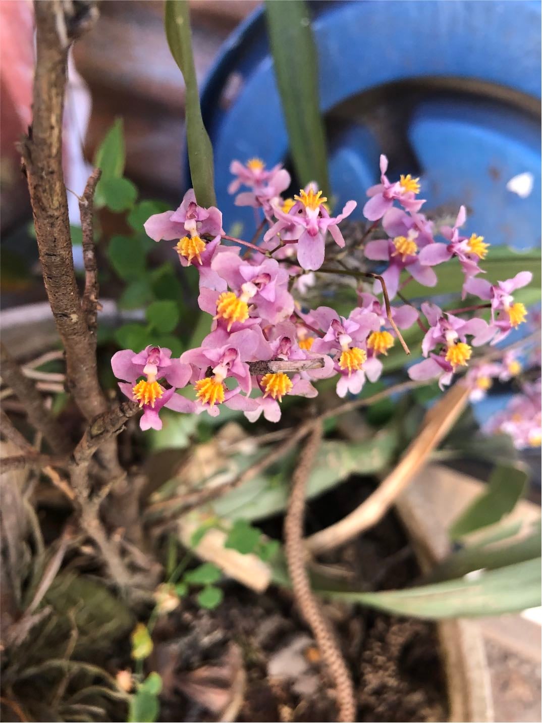 orquídea Oncidium ornithorhynchum - Dama danzante" o "bailarina del aire"