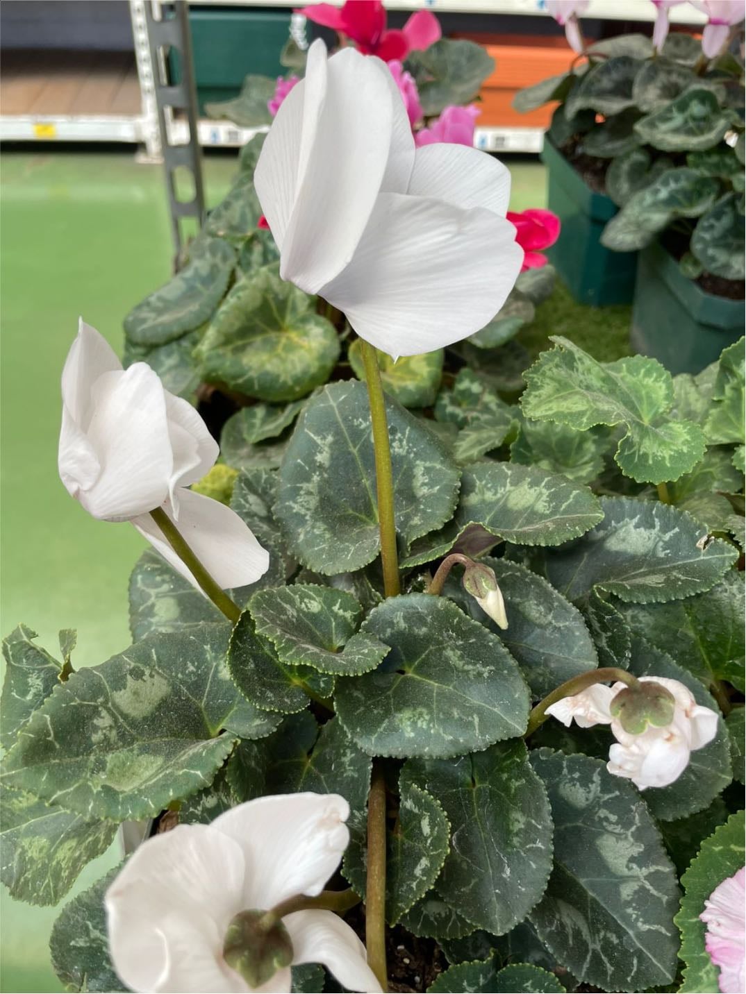 Ciclamen - Cyclamen persicum