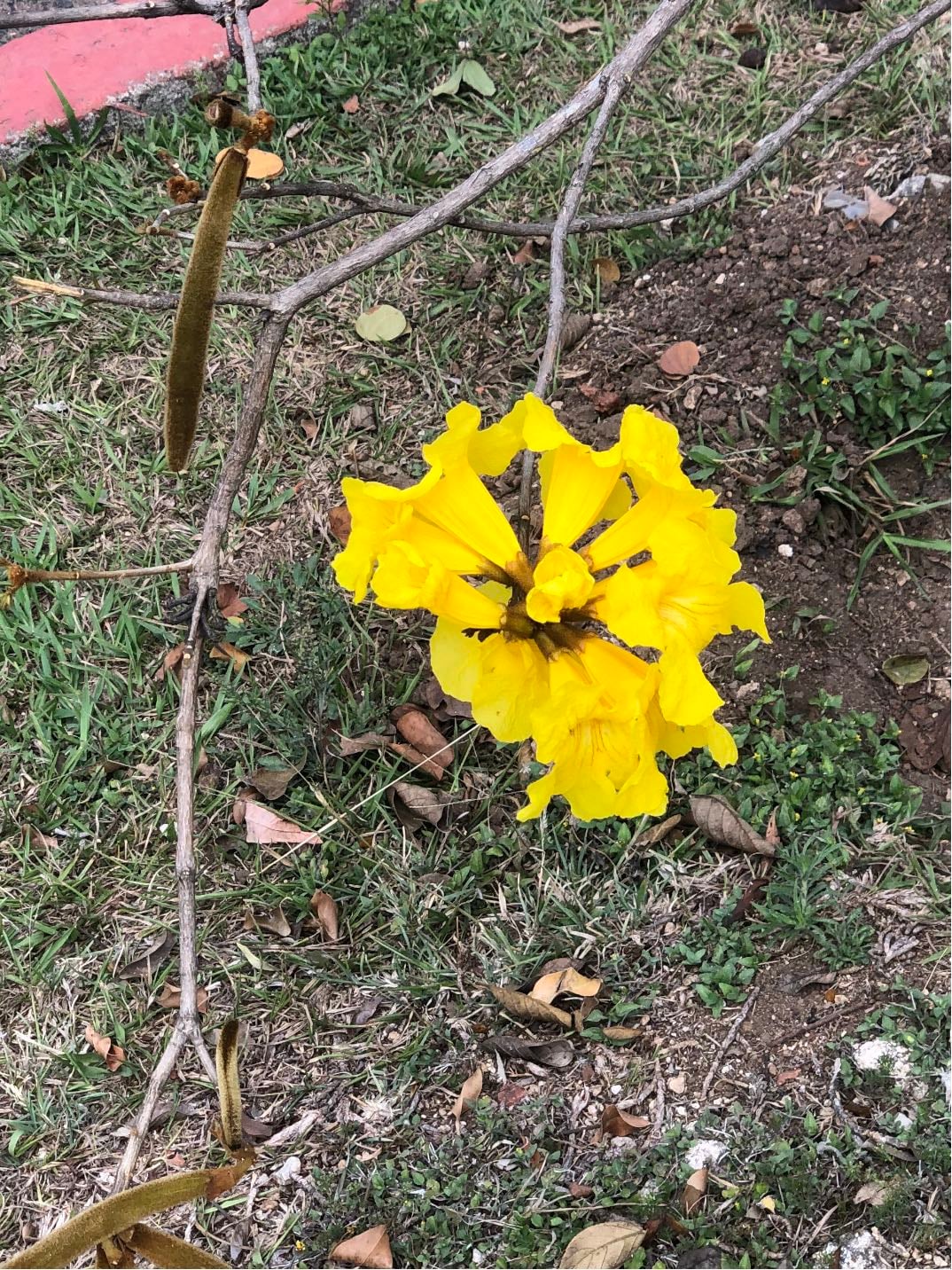 Árbol Tabebuia - Araguaney o Handroanthus chrysanthus